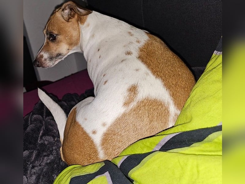 Jack Russel / Mutter und Tochter