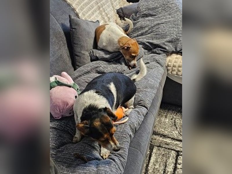 Jack Russel / Mutter und Tochter