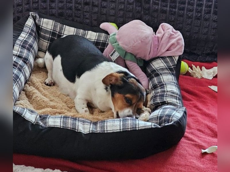 Jack Russel / Mutter und Tochter