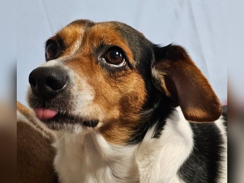 Jack Russel / Mutter und Tochter