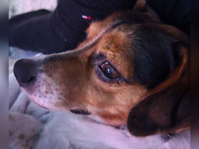 Jack Russel / Mutter und Tochter