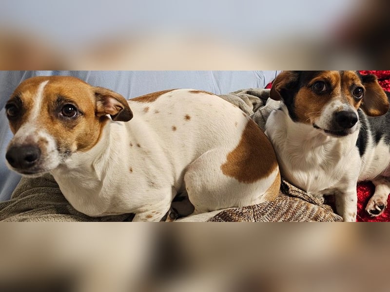 Jack Russel / Mutter und Tochter