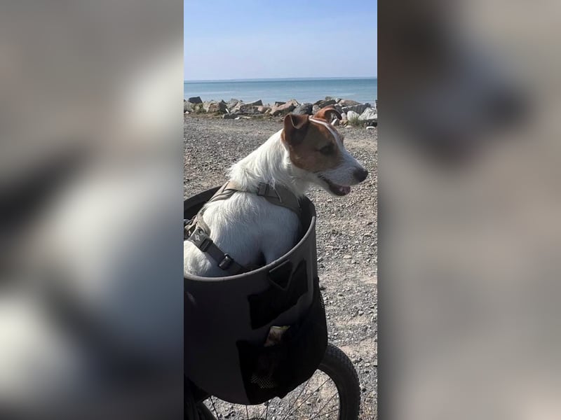 Georgie sucht ein neues Zuhause