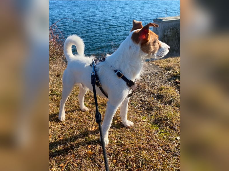 Georgie sucht ein neues Zuhause