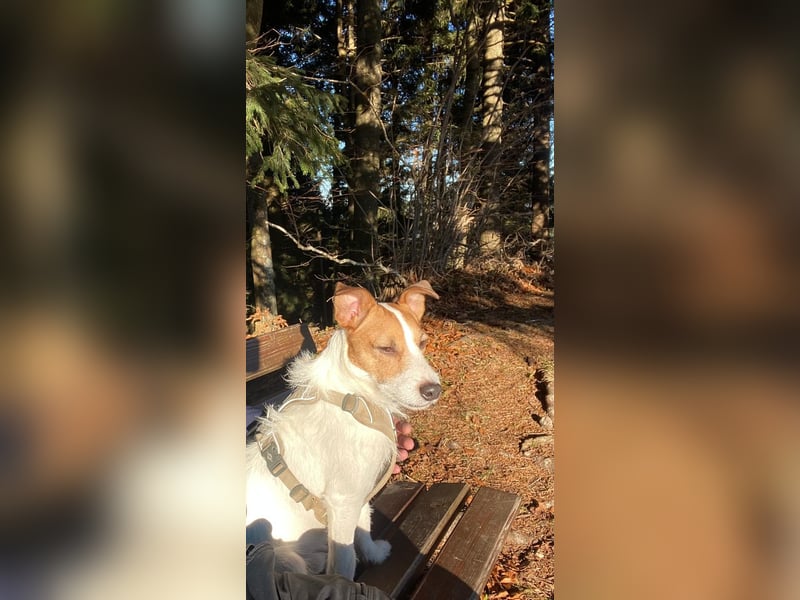 Georgie sucht ein neues Zuhause