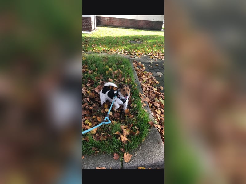 Jackrussel sucht zuhause