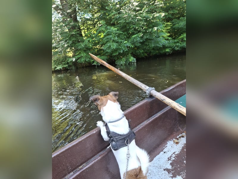 Jack Russell Terrier kurzbeinig Hündin