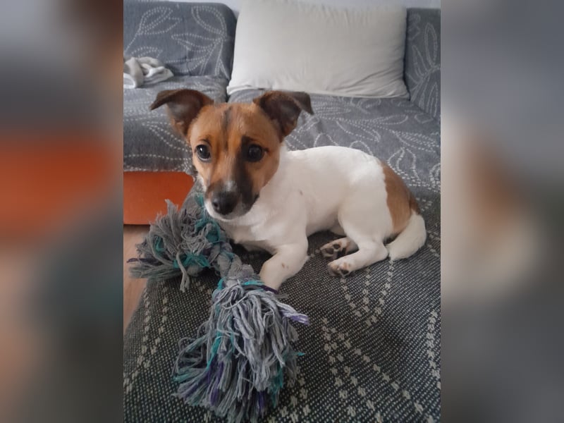 Jack Russell Terrier kurzbeinig Hündin