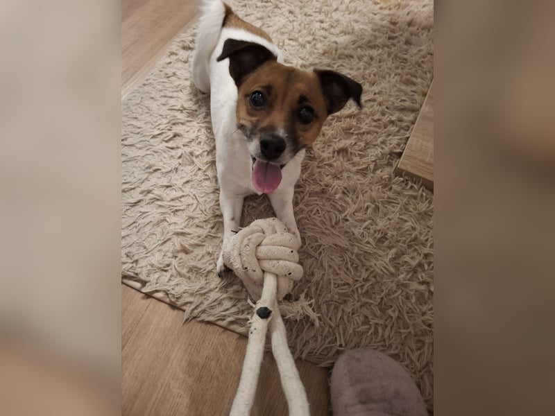 Jack Russell Terrier kurzbeinig Hündin
