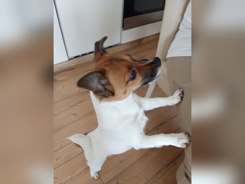 Jack Russell Terrier kurzbeinig Hündin