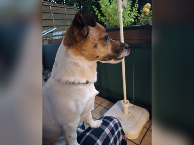 Jack Russell Terrier kurzbeinig Hündin