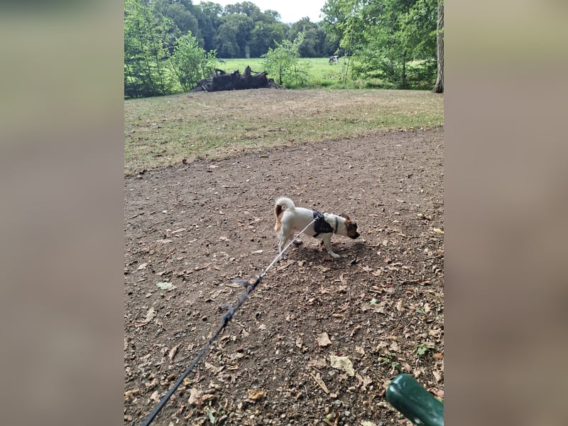 Jack Russell Terrier kurzbeinig Hündin