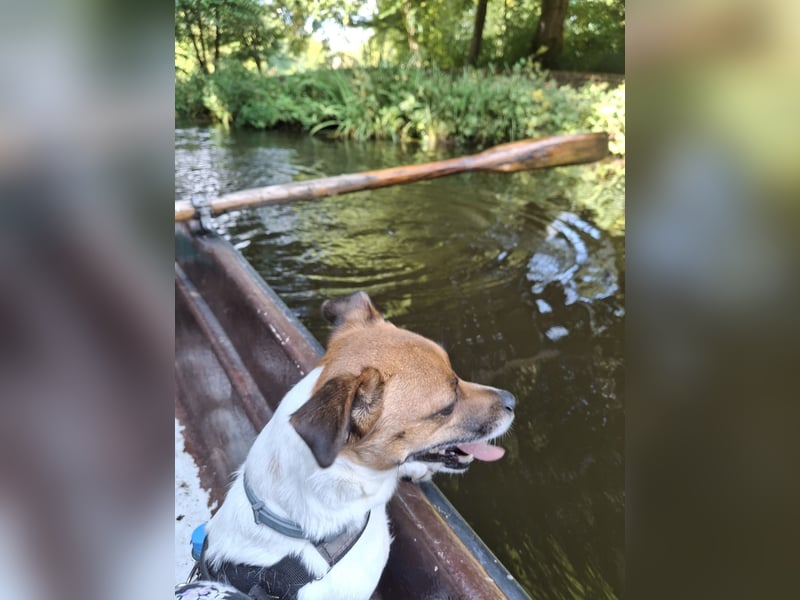 Jack Russell Terrier kurzbeinig Hündin