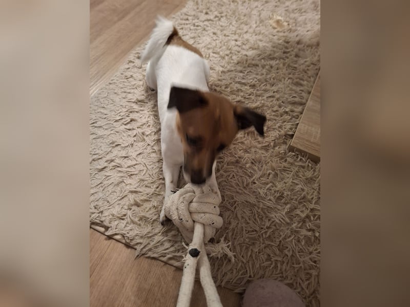 Jack Russell Terrier kurzbeinig Hündin