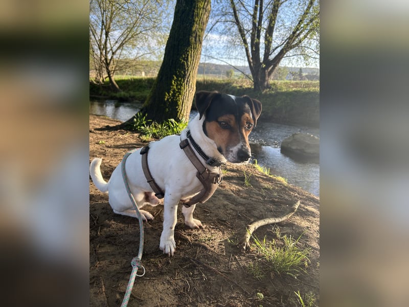 Jack Russell Terrier