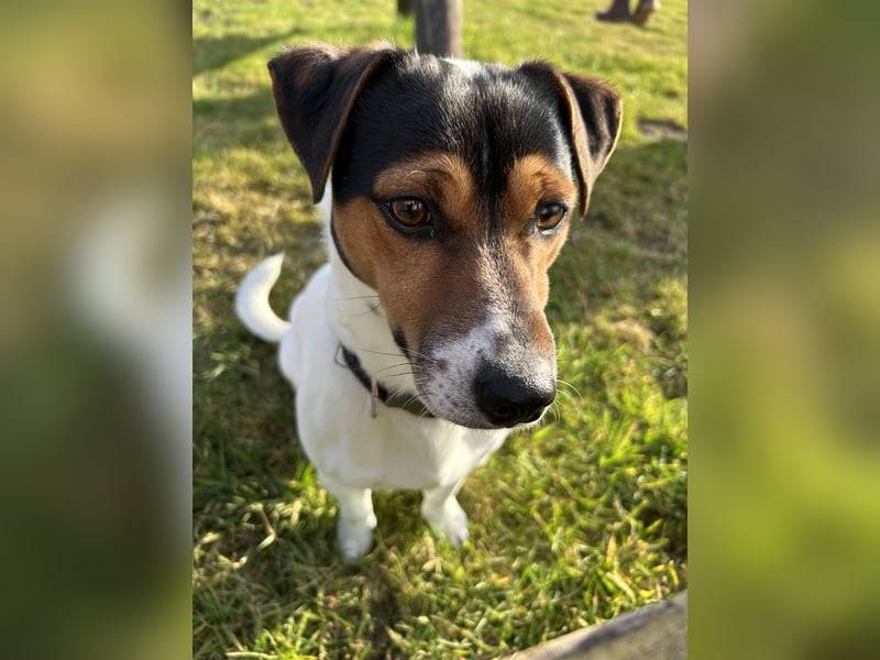 Jack Russell Terrier