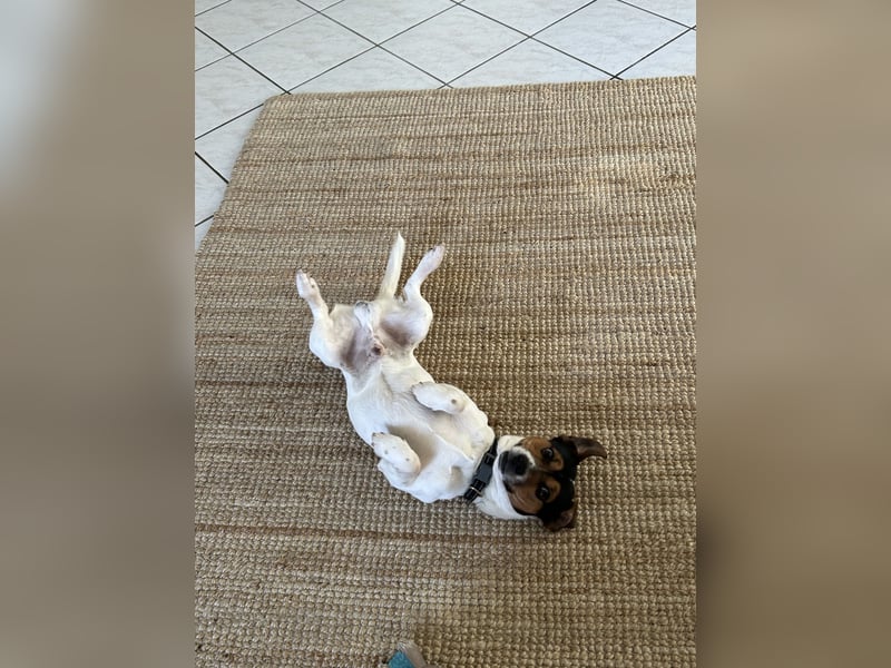 Jack Russell Terrier