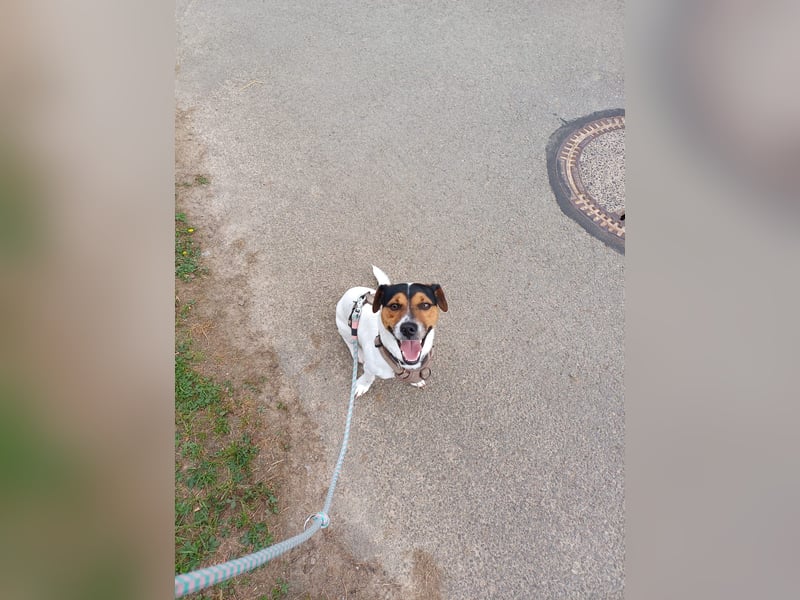 Jack Russell Terrier