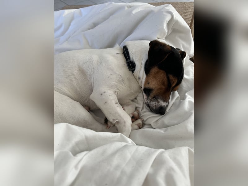 Jack Russell Terrier