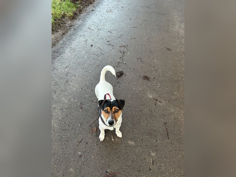 Jack Russell Terrier