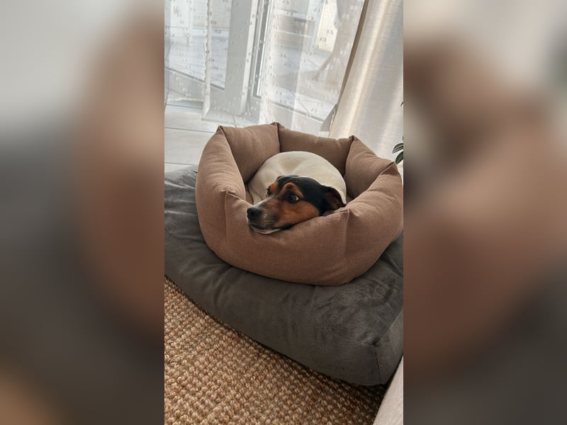 Jack Russell Terrier