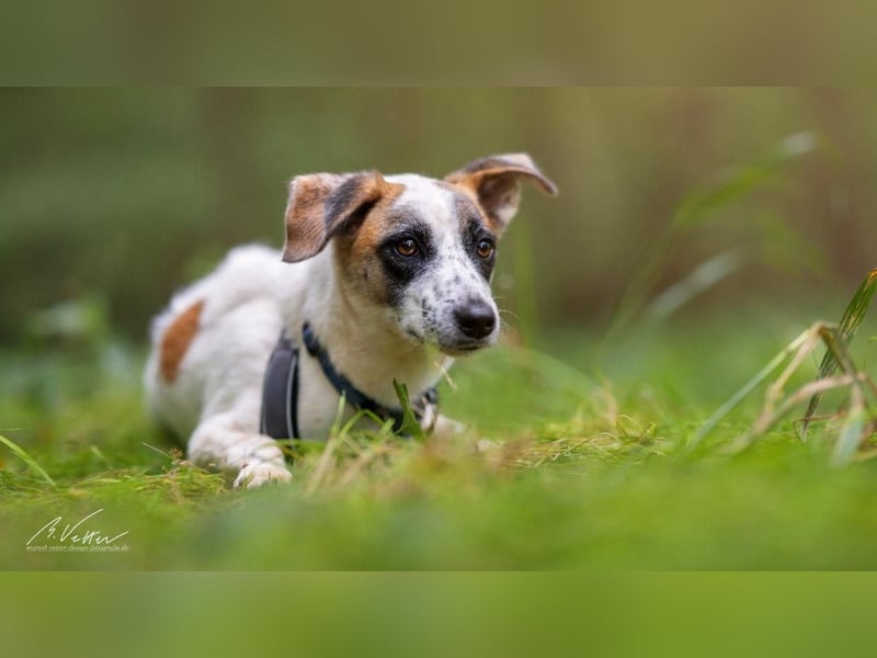 Nanni – kleine Seele mit großem Herzen sucht ihr Für-immer-Zuhause