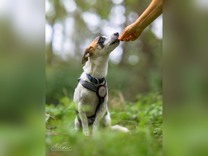 Nanni – kleine Seele mit großem Herzen sucht ihr Für-immer-Zuhause
