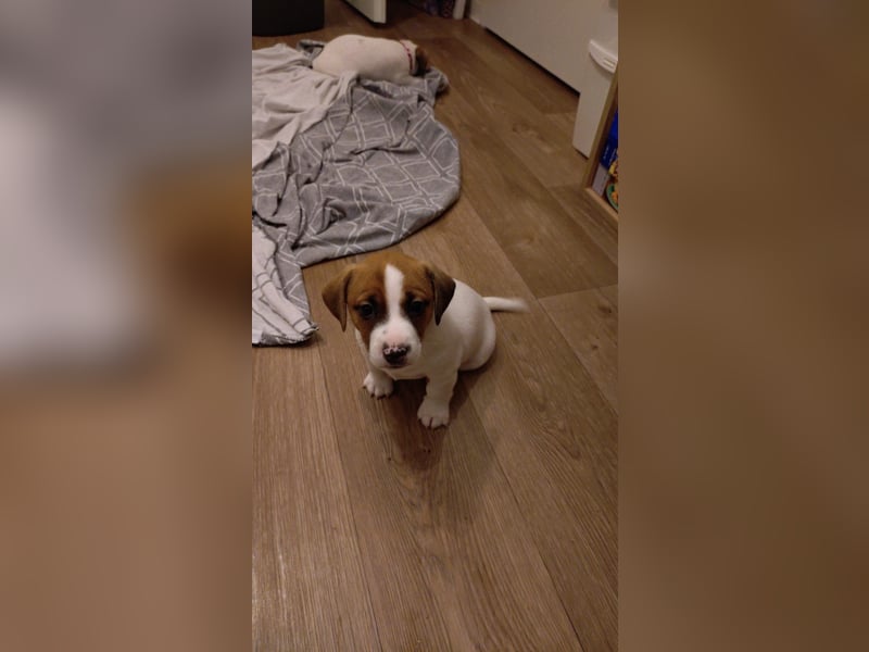 Jack Russell Terrier Brutus