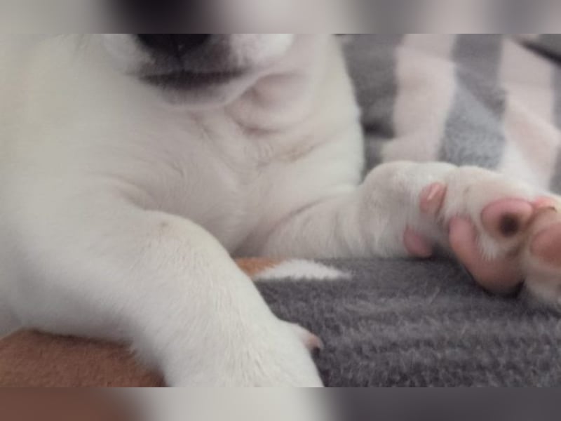 Jack Russell Terrier Brutus