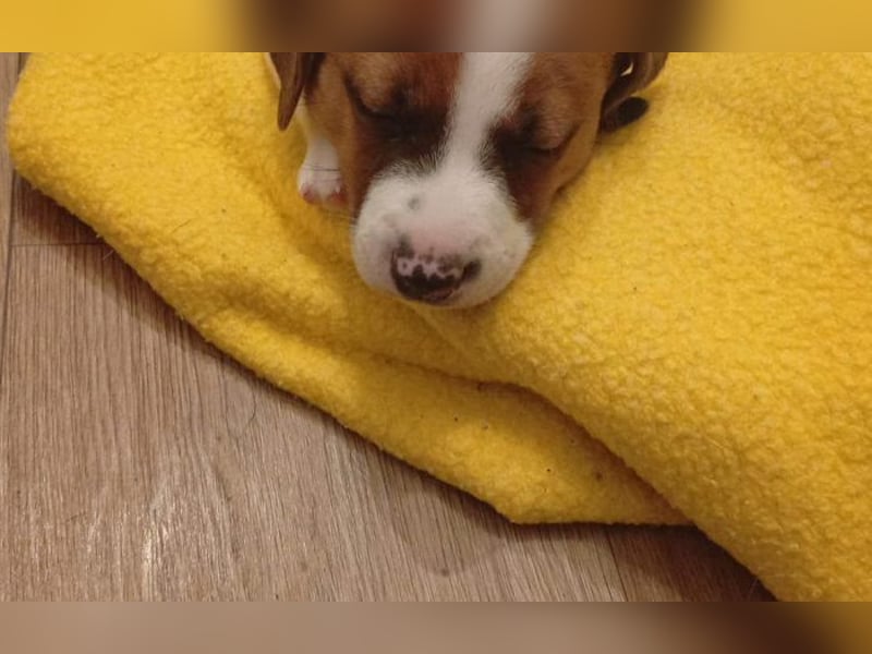 Jack Russell Terrier Brutus