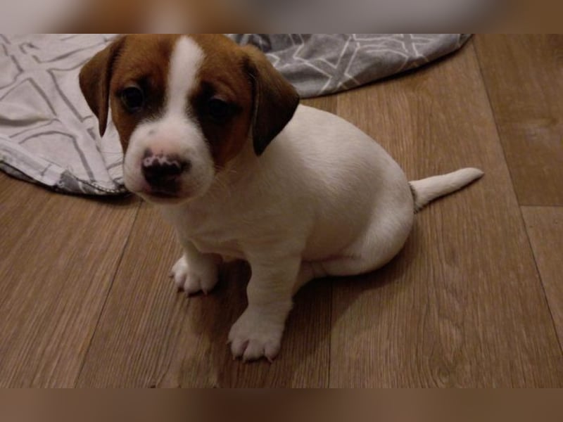 Jack Russell Terrier Brutus