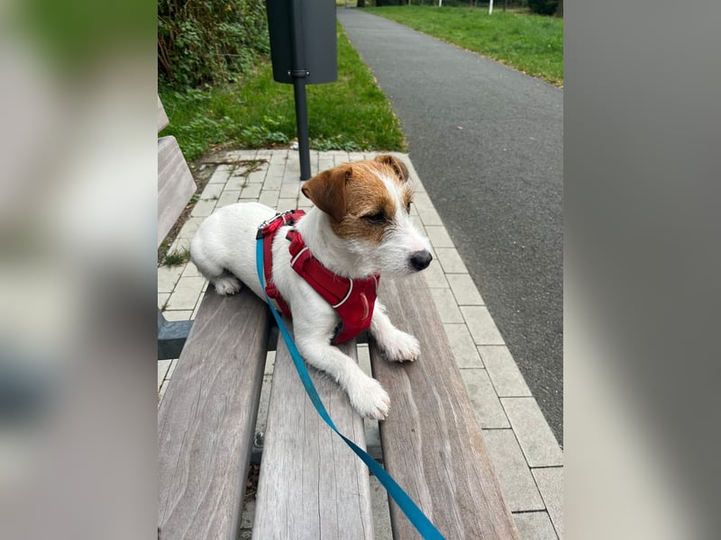 Jack Russell Mädel sucht Terrier Fans