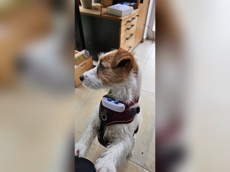 Jack Russell Mädel sucht Terrier Fans