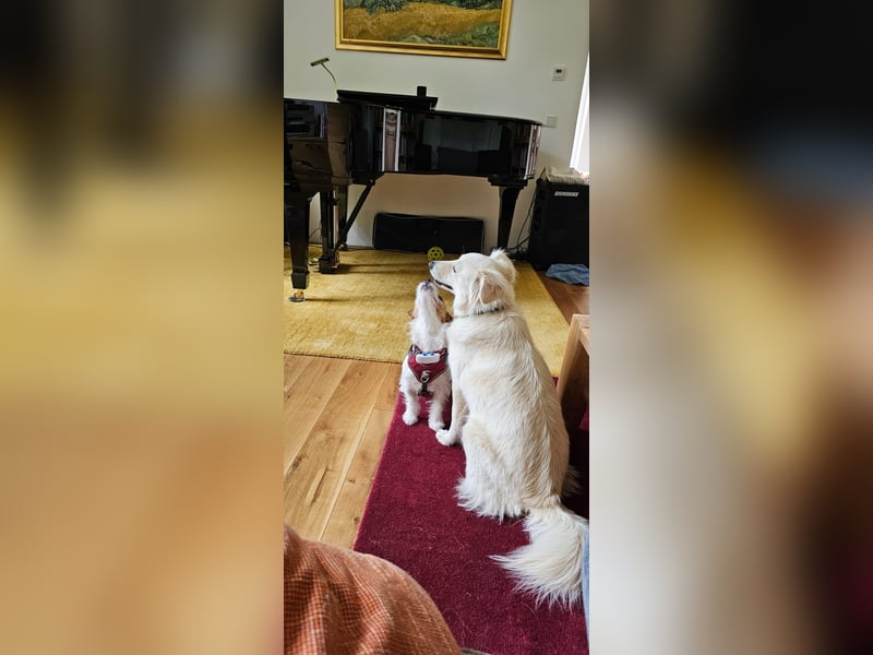 Jack Russell Mädel sucht Terrier Fans