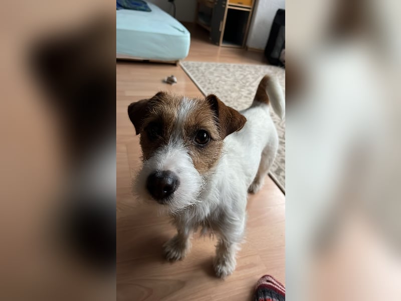 Jack Russell Mädel sucht Terrier Fans