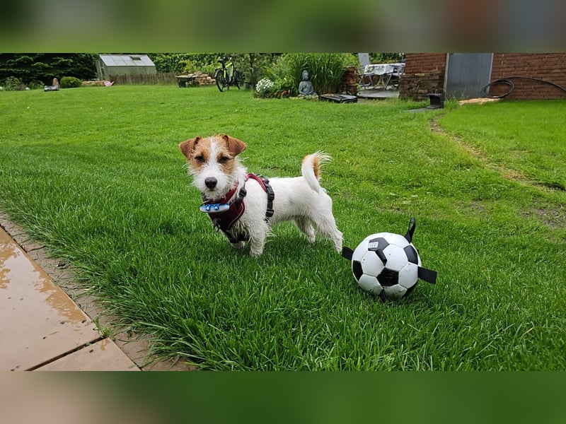 Jack Russell Mädel sucht Terrier Fans