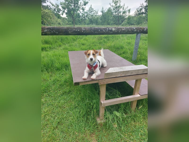 Jack Russell Mädel sucht Terrier Fans