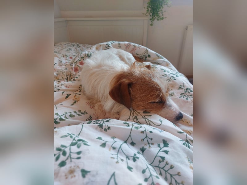 Jack Russell Mädel sucht Terrier Fans