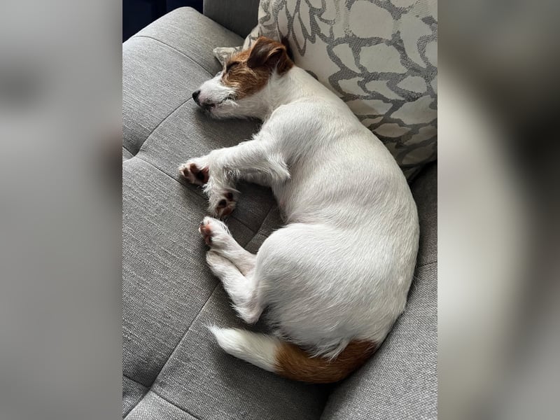 Jack Russell Mädel sucht Terrier Fans