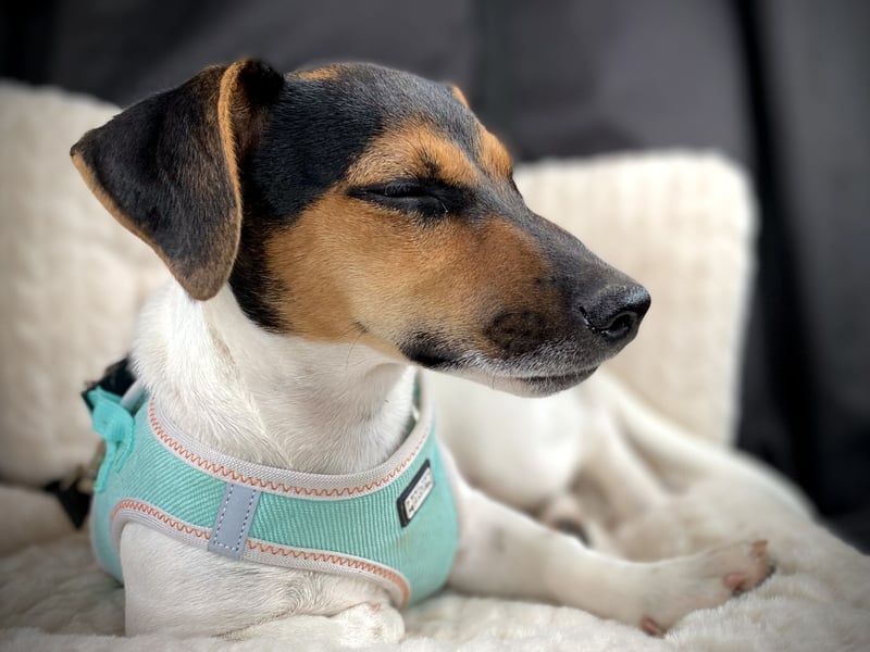 Energiebündel sucht aktives Zuhause