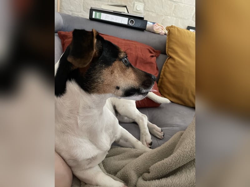 Energiebündel sucht aktives Zuhause