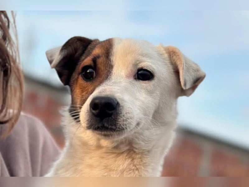 Juky ❤️ so frohe, aktive kleine Jack Russell Terrier-Fellnase