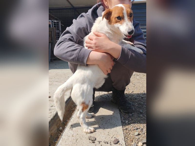 Coco ❤️ verschmuster, lieber Einzelprinz