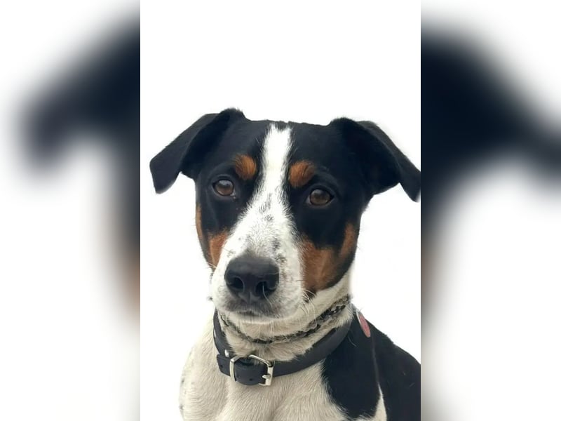 Guus ❤️ lebhafter, kluger Jack Russell!