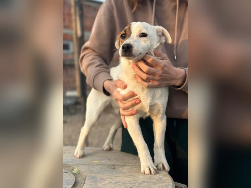 Juky ❤️ so frohe, aktive kleine Jack Russell Terrier-Fellnase