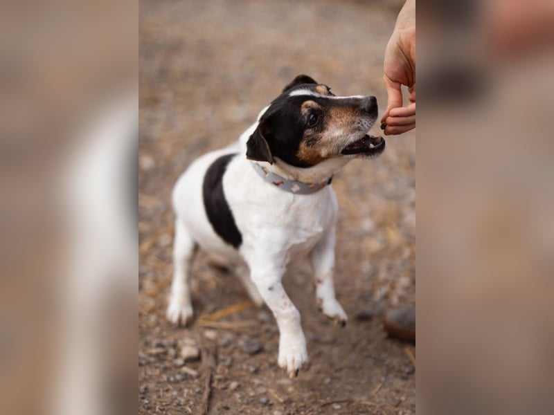 Cosmo ❤️ kuschliger, neugieriger Jack Russell Rüde!