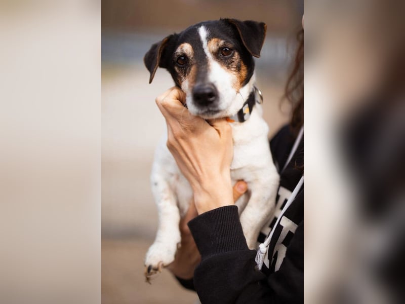Cosmo ❤️ kuschliger, neugieriger Jack Russell Rüde!
