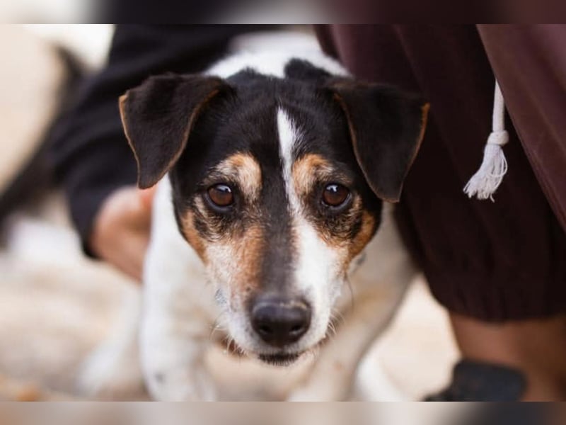 Cosmo ❤️ kuschliger, neugieriger Jack Russell Rüde!
