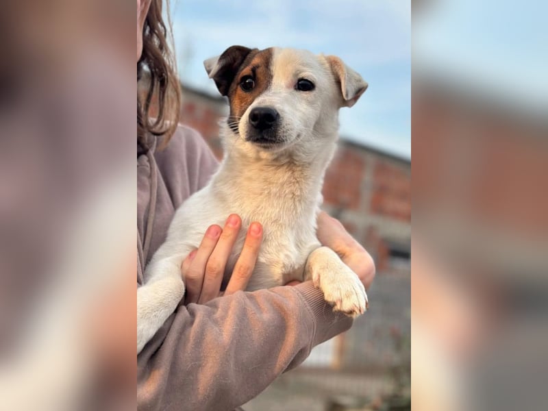 Juky ❤️ so frohe, aktive kleine Fellnase