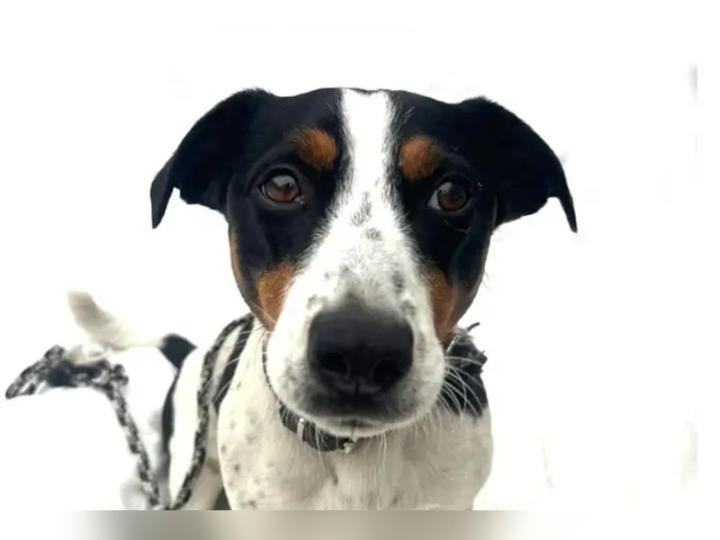 Guus ❤️ lebhafter, kluger Jack Russell!